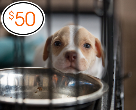 Rescued animal