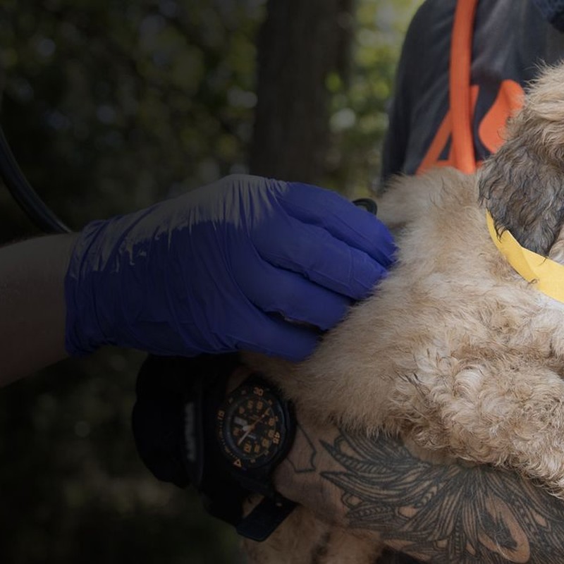 Dog with caregiver